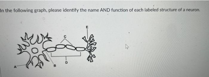 In The Following Graph Please Identify The Name And Function Of Each Labeled Structure Of A Neuron D 1