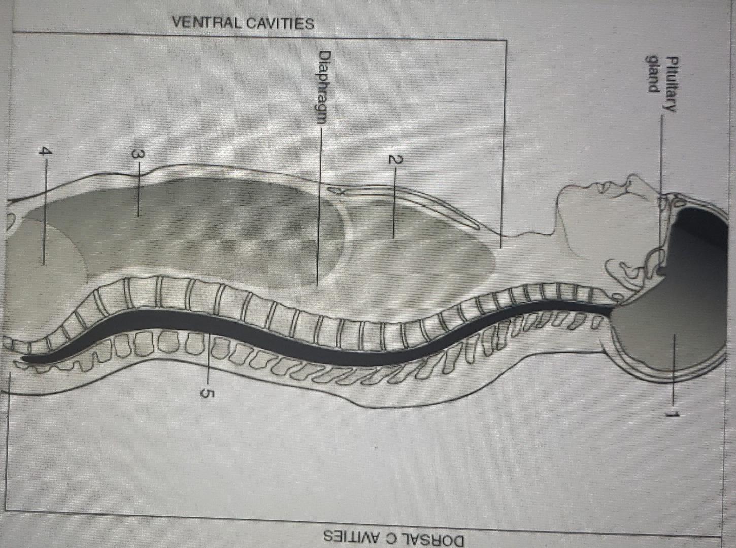 4 Ventral Cavities Diaphragm 3 Operacions 2 Ti Dorsal Cavities Gland Pituitary Question 1 Match The Labels With The Num 1