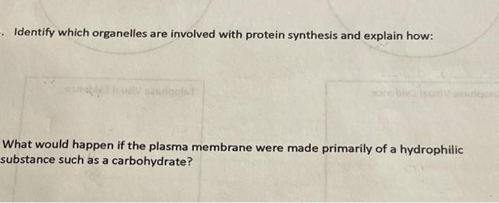 Identify Which Organelles Are Involved With Protein Synthesis And Explain How Riquint What Would Happen If The Plasm 1