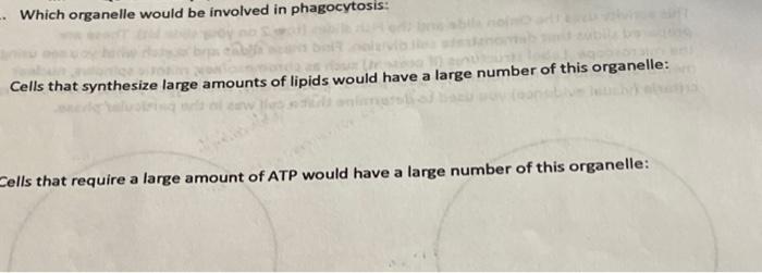 Identify Which Organelles Are Involved With Protein Synthesis And Explain How Riquint What Would Happen If The Plasm 2