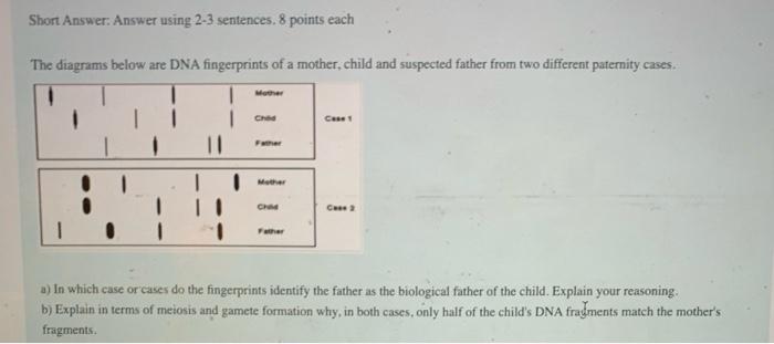 Short Answer Answer Using 2 3 Sentences 8 Points Each The Diagrams Below Are Dna Fingerprints Of A Mother Child And S 1