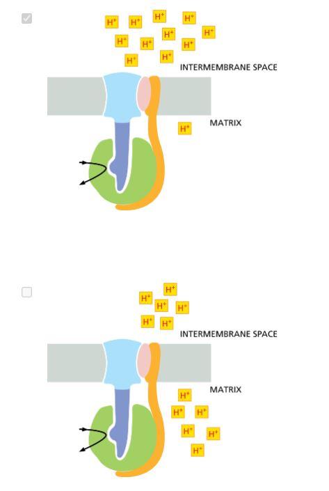 Under Which Conditions As Illustrated Might Atp Synthase Operate In Reverse Using The Energy Of Atp Hydrolysis To Pu 1