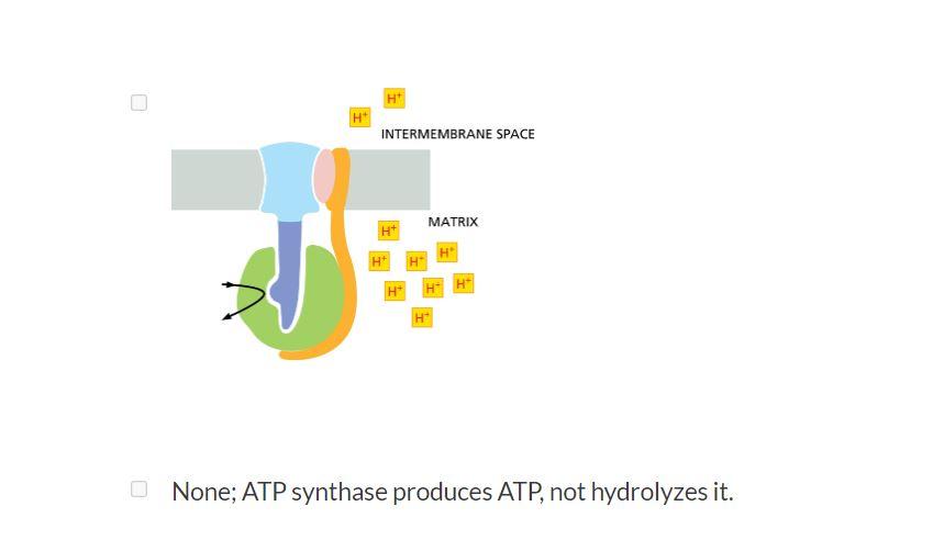 Under Which Conditions As Illustrated Might Atp Synthase Operate In Reverse Using The Energy Of Atp Hydrolysis To Pu 2