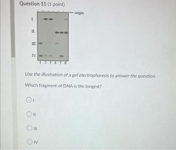 Question 11 1 Point L Ii Iii Iv 123456 Use The Illustration Of A Gel Electrophoresis To Answer The Question Which F 1