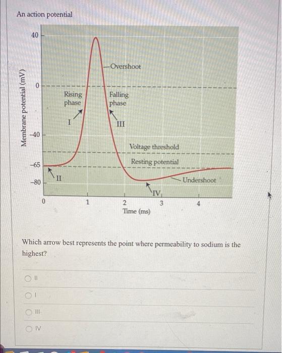 An Action Potential 40 Membrane Potential Mv 40 65 80 Rising Phase Overshoot Falling Phase Iii Voltage Threshold R 1