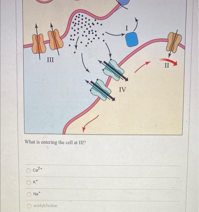Iii What Is Entering The Cell At Iii Ca Okt Na Acetylcholine Iv 1