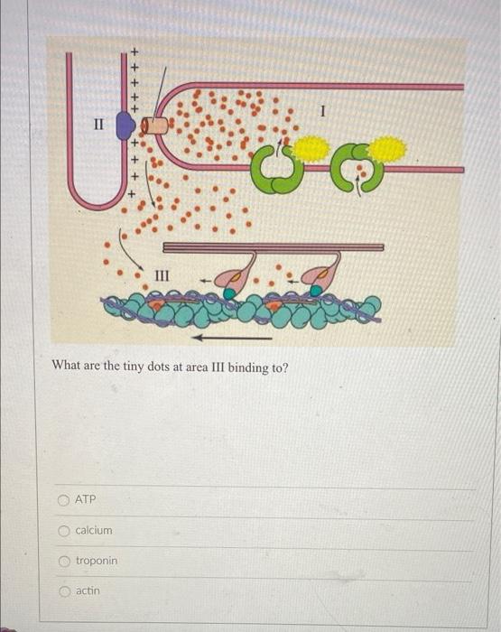Ii Iii What Are The Tiny Dots At Area Iii Binding To Atp Calcium Troponin Actin 1