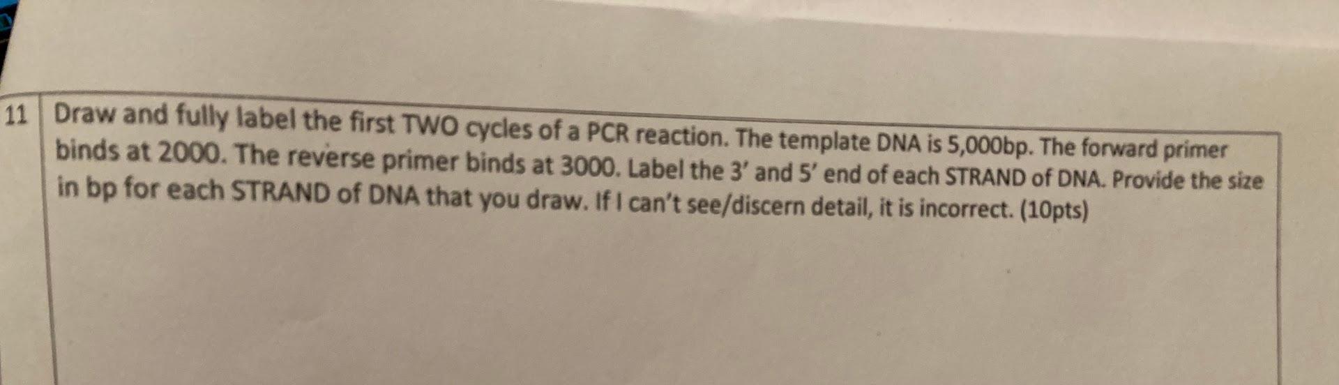 11 Draw And Fully Label The First Two Cycles Of A Pcr Reaction The Template Dna Is 5 000bp The Forward Primer Binds At 1