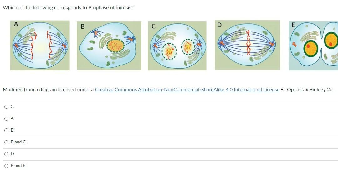 Which Of The Following Corresponds To Prophase Of Mitosis B Modified From A Diagram Licensed Under A Creative Commons A 1