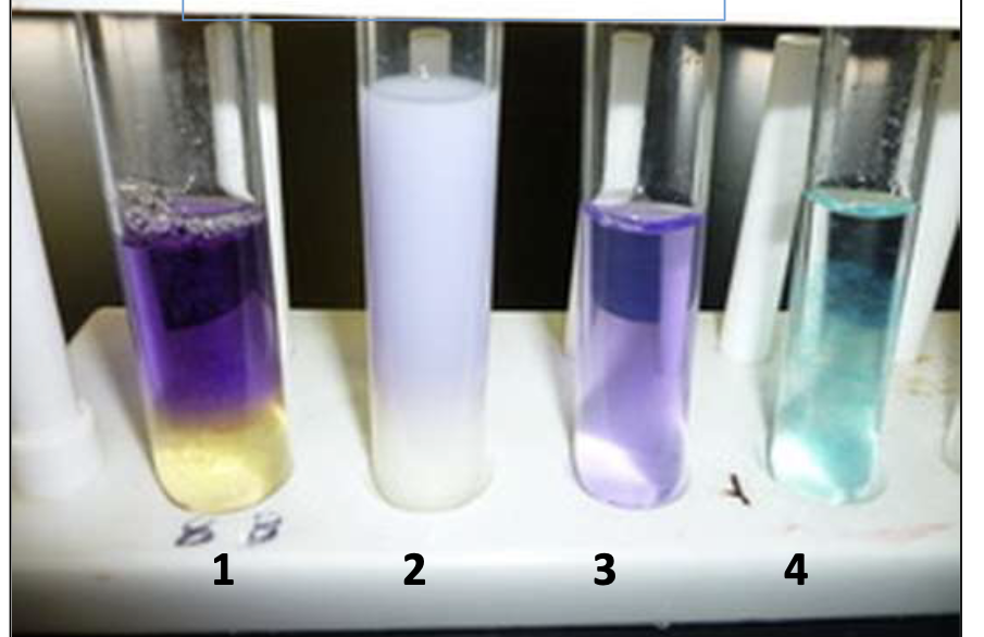 1 2 3 4 1 Which Tube S Show A Positive Biuret Test Indicating The Presence Of Peptide Bonds 2 In Which Of The Origi 1