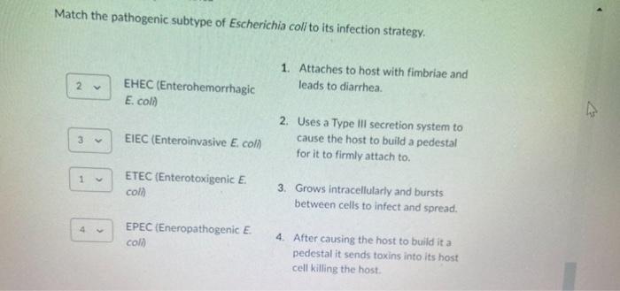 Match The Pathogenic Subtype Of Escherichia Coli To Its Infection Strategy 2 Ehec Enterohemorrhagic E Coli Eiec Ent 1