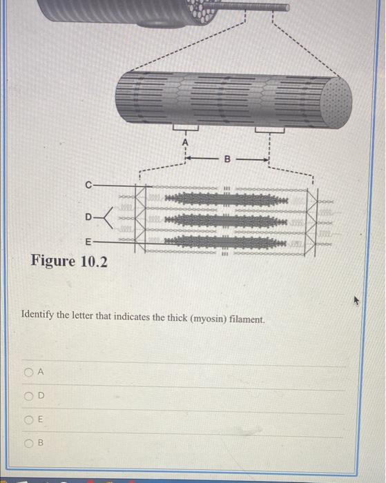 C Dx E Figure 10 2 Identify The Letter That Indicates The Thick Myosin Filament A C Taar B C B 37517 1