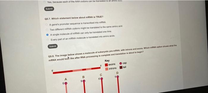 Yes Because Each Of The Aaa Codons Can Be Translated To An Ammo Submit Q5 7 Which Statement Below About Mrna Is True 1
