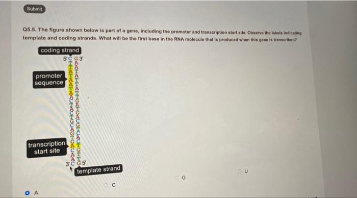 Yes Because Each Of The Aaa Codons Can Be Translated To An Ammo Submit Q5 7 Which Statement Below About Mrna Is True 2