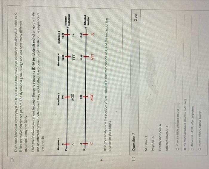 Duchenne Muscular Dystrophy Dmd Is A Disease That Manifests In Muscle Weakness It Exhibits X Linked Recessive Inheri 1