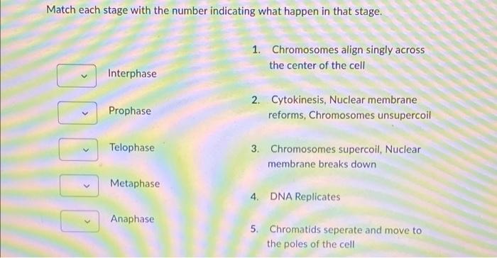 Match Each Stage With The Number Indicating What Happen In That Stage Interphase Prophase Telophase Metaphase Anaphase 1