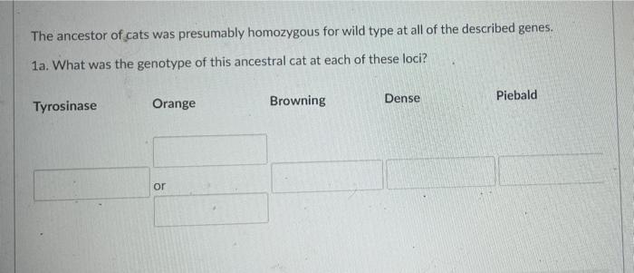 The Ancestor Of Cats Was Presumably Homozygous For Wild Type At All Of The Described Genes 1a What Was The Genotype Of 1