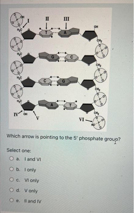10 H C H C H C E Iii Oh Ch 0 A 0 0 Ch A O H C Iv Oh Vi Ho Which Arrow Is Pointing To The 5 Phosphate Group Selec 1
