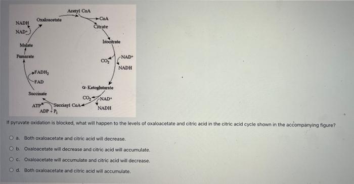 Which Of The Following Statements Is True Regarding The Mitochondria Select One Oa It Is Part Of The Endomembranous S 3