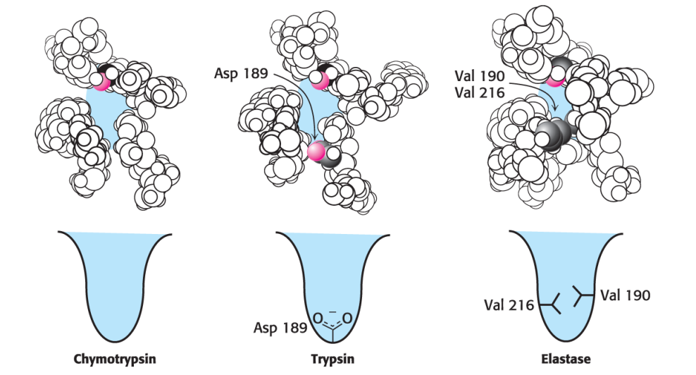 Based On The Figure Below Predict What Peptide Bond Could Be The Substrate Of Each Protease The Bond Marked In Blue Is 1