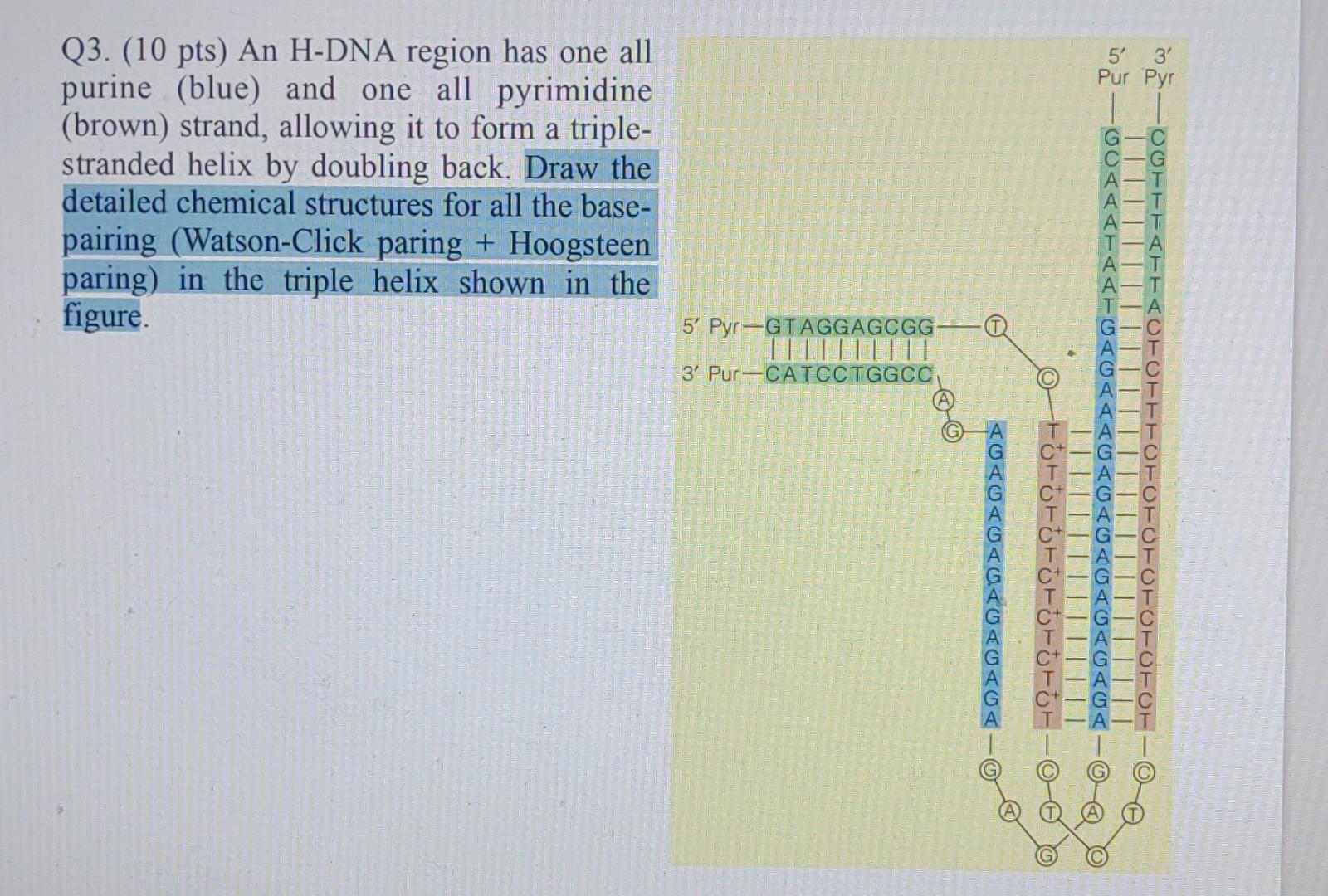 Q3 10 Pts An H Dna Region Has One All Purine Blue And One All Pyrimidine Brown Strand Allowing It To Form A Trip 1