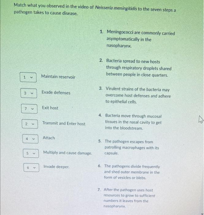 Match What You Observed In The Video Of Neisseria Meningitidis To The Seven Steps A Pathogen Takes To Cause Disease 1 1