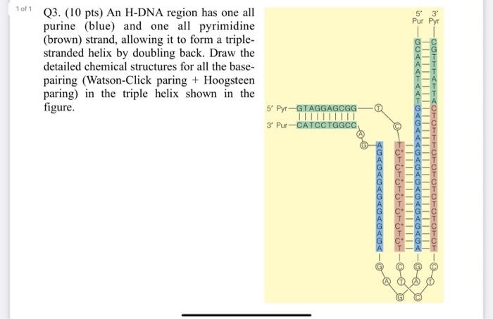 1 Of 1 Q3 10 Pts An H Dna Region Has One All Purine Blue And One All Pyrimidine Brown Strand Allowing It To Form 1