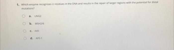 1 Which Enzyme Expressed In The Dark Zone Of The Germinal Center Is Responsible For Deamination Of C To U A Ung2 Ob 4