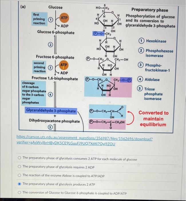A First Priming Reaction Glucose Ho Ch 5 H Preparatory Phase H Phosphorylation Of Glucose And Its Conversion To 1 L O 1