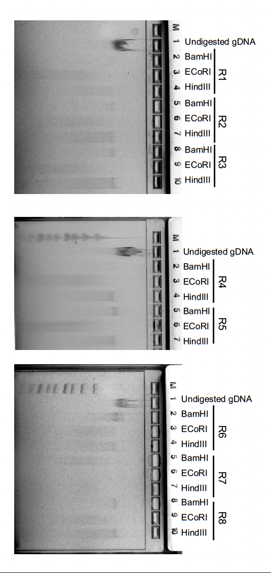 Please Interpret This Gdna Agarose Gel Method For C Preparation Of Primer And Gdna Template Reaction Components Stock C 1