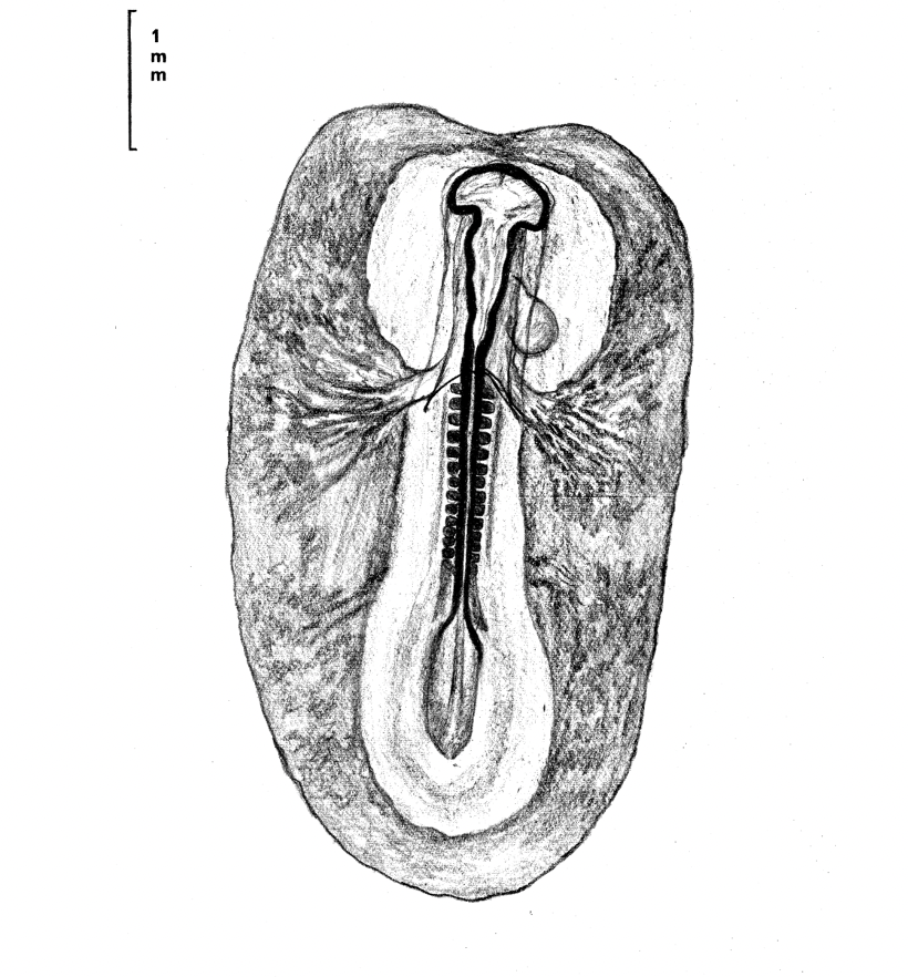 1 M M Figure 2 Label The Following In This 42 Hour Embryo 1 Vitelline Veins 2 Forebrain Prosencephalon 3 Midbra 1