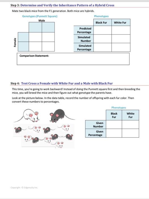 Step 3 Determine And Verify The Inheritance Pattern Of A Hybrid Cross Mate Two Black Mice From The F1 Generation Both 1