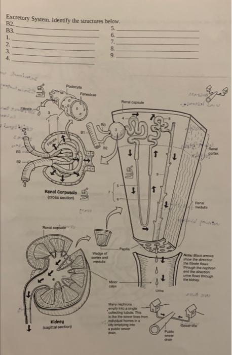 Excretory System Identify The Structures Below 5 B2 B3 1 2 3 4 Podocyte La Fitrate 1 Renal Corpuscle Cross Sec 1