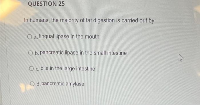 Question 25 In Humans The Majority Of Fat Digestion Is Carried Out By A Lingual Lipase In The Mouth O B Pancreatic L 1