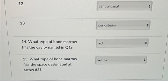 2 12 1 9 Oj 9 8 13 Atminton Name Or Match The Answer To The 1 Arrow 2 Arrow 3 What Type Of Bone Marrow Fills This 3