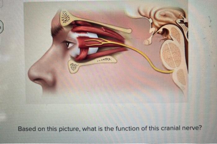 Bar Based On This Picture What Is The Function Of This Cranial Nerve 1