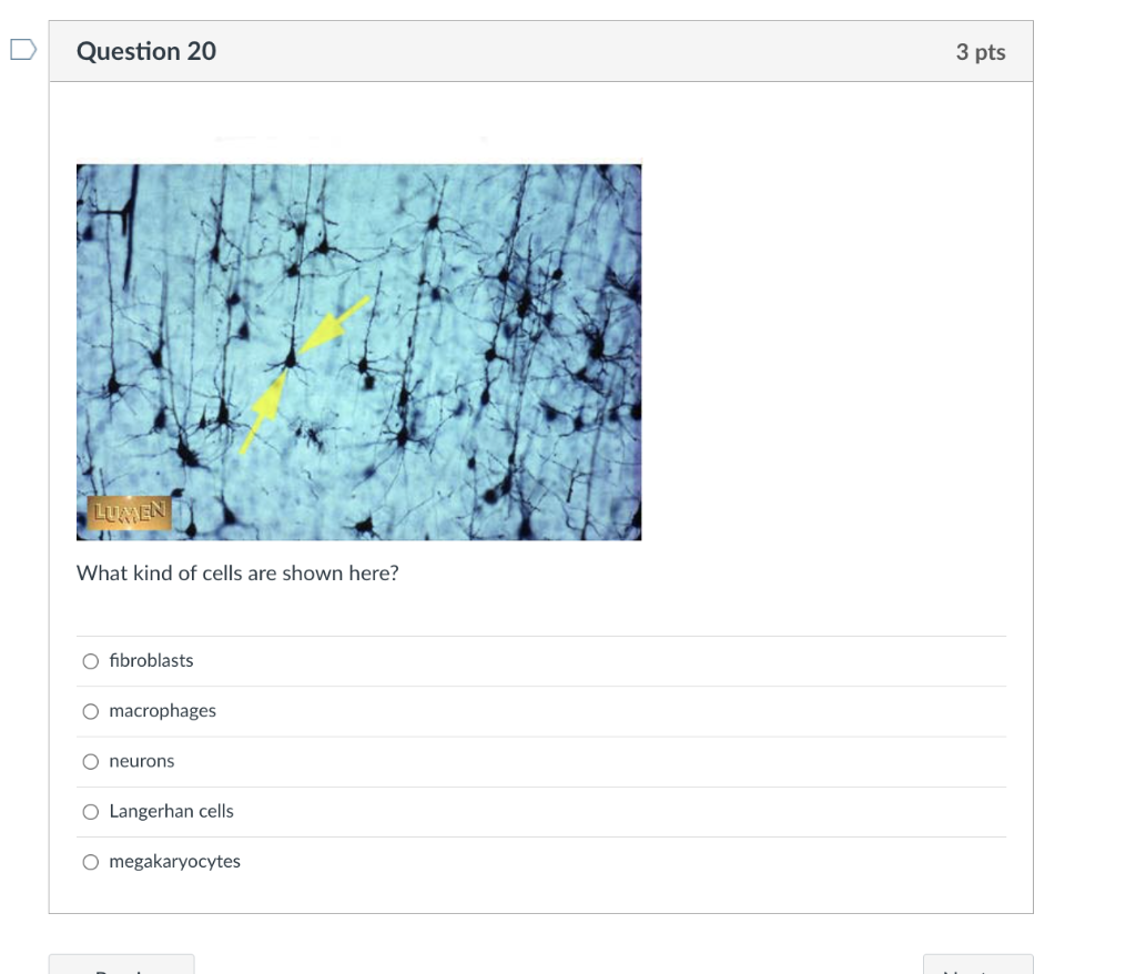 Question 20 Lumen What Kind Of Cells Are Shown Here O Fibroblasts O Macrophages O Neurons O Langerhan Cells O Megakaryo 1