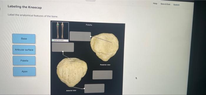 Labeling The Kneecap Label The Anatomical Features Of The Bone Base Articular Surface Patella Apex Anterview Patella Sa 1