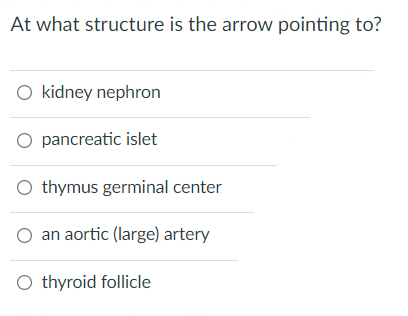 At What Structure Is The Arrow Pointing To O Kidney Nephron O Pancreatic Islet O Thymus Germinal Center An Aortic Larg 1