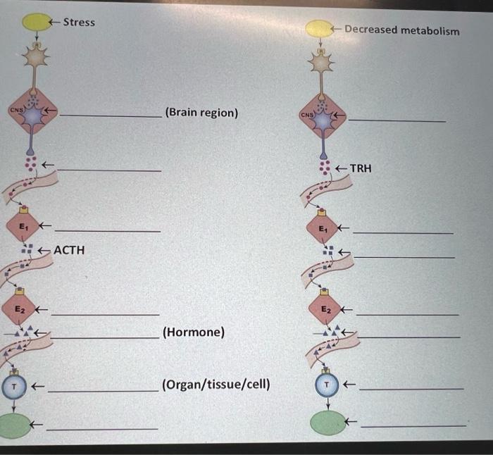 Stress E Hacth E Brain Region Hormone Organ Tissue Cell Cns E Decreased Metabolism Trh 1