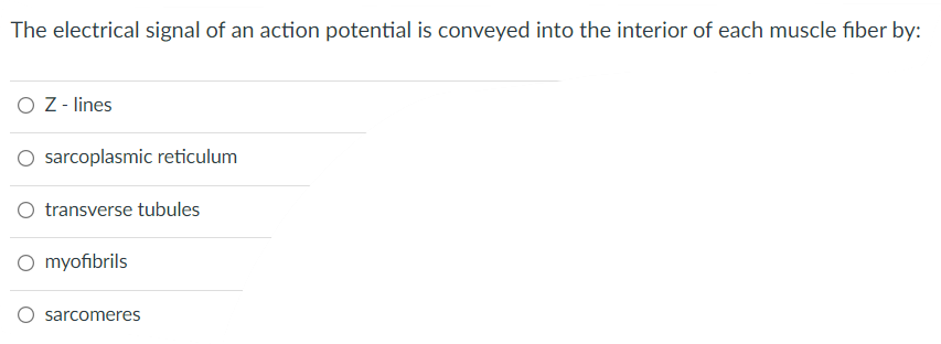 The Electrical Signal Of An Action Potential Is Conveyed Into The Interior Of Each Muscle Fiber By O Z Lines Sarcoplasm 1