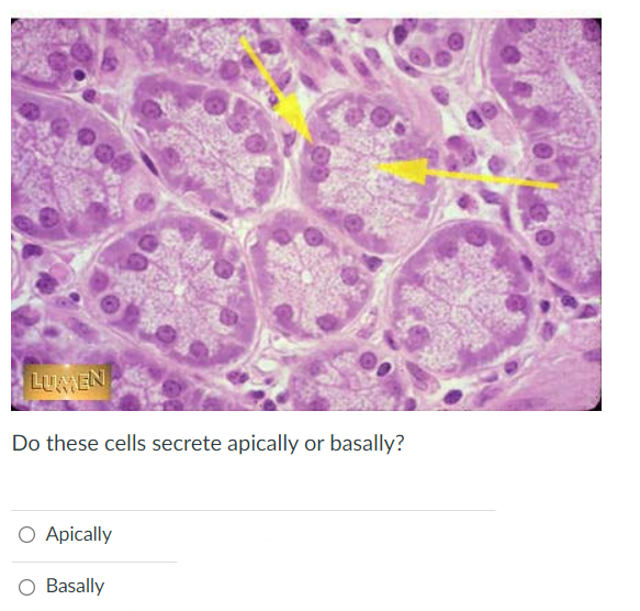 Lumen Do These Cells Secrete Apically Or Basally O Apically O Basally The Liver Blood Capillaries Are O Sinusoidal Th 1