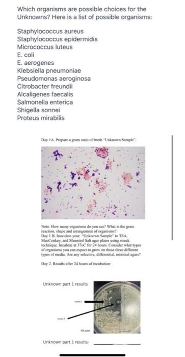 Which Organisms Are Possible Choices For The Unknowns Here Is A List Of Possible Organisms Staphylococcus Aureus Staph 1