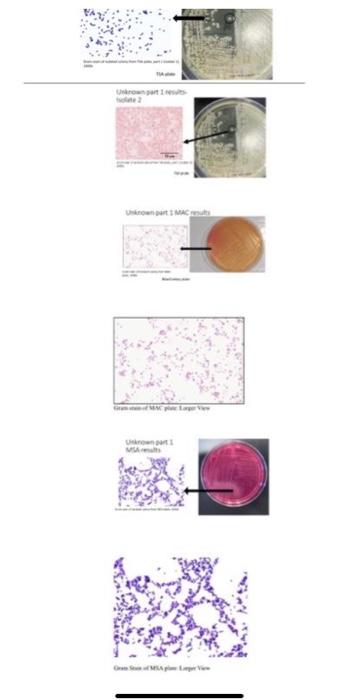 Which Organisms Are Possible Choices For The Unknowns Here Is A List Of Possible Organisms Staphylococcus Aureus Staph 4