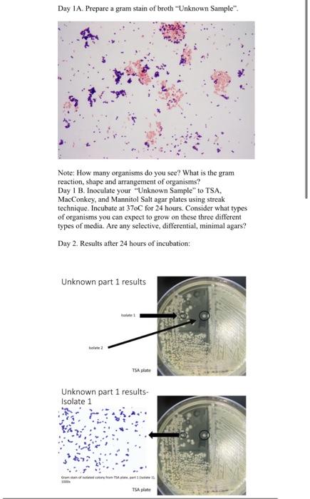 Which Organisms Are Possible Choices For The Unknowns Here Is A List Of Possible Organisms Staphylococcus Aureus Staph 7