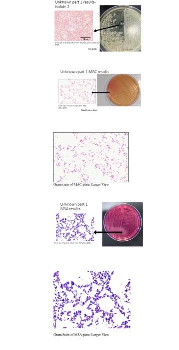 Which Organisms Are Possible Choices For The Unknowns Here Is A List Of Possible Organisms Staphylococcus Aureus Staph 8
