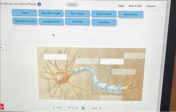 Rd Neuron And Nerve Prelab Axon Neurolemmocyte Seved Axon Hillock Cell Body Prev 17 Of 20 Neurofibril Nodes Synapti 1