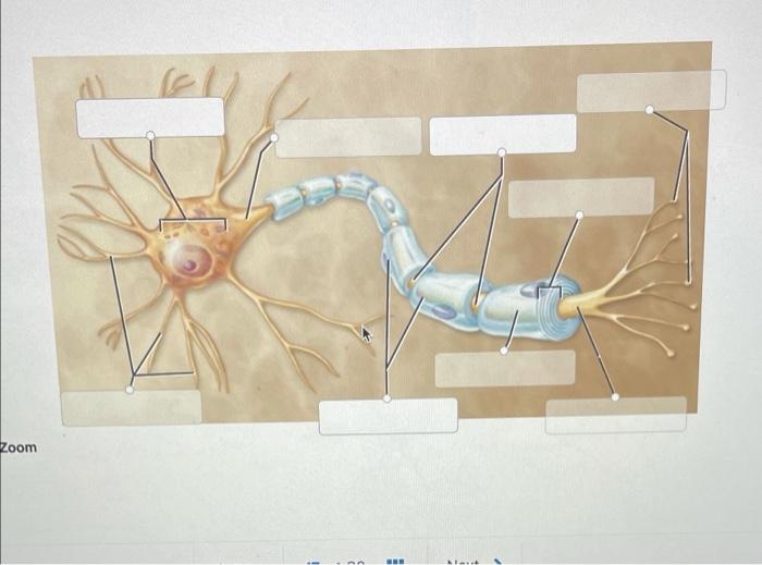 Rd Neuron And Nerve Prelab Axon Neurolemmocyte Seved Axon Hillock Cell Body Prev 17 Of 20 Neurofibril Nodes Synapti 3