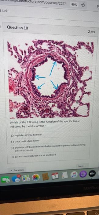 Luck Instructure Com Courses 22171 80 Question 10 Which Of The Following Is The Function Of The Specific Tissue Indica 1