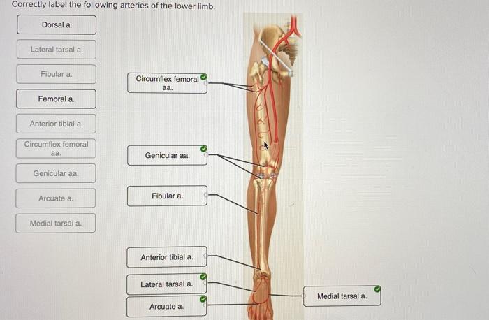Correctly Label The Following Arteries Of The Lower Limb Dorsal A Lateral Tarsal A Fibular A Circumflex Femoral Aa 1